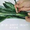 新鲜鲜花 富贵竹1束（10支） 商品缩略图1