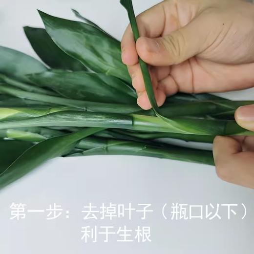 新鲜鲜花 富贵竹1束（10支） 商品图1