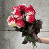 厄瓜多尔染色花材RedWhite红白玫瑰花10支 商品缩略图4