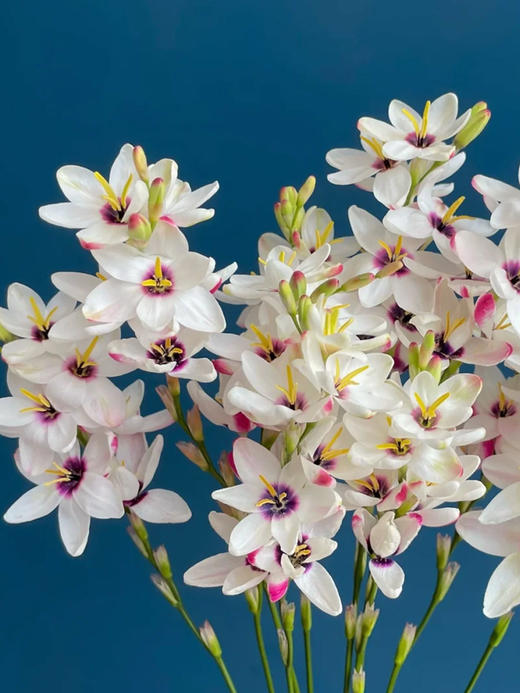 玉米百合花鲜切花1扎（8-12支） 商品图2