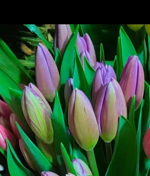 紫色郁金香3支 商品图0