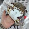 【闹妈】舟山液氮冷冻梭子蟹公蟹白蟹 各种规格 商品缩略图1
