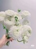 白色洋牡丹10支 商品缩略图0