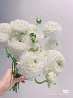 白色洋牡丹10支