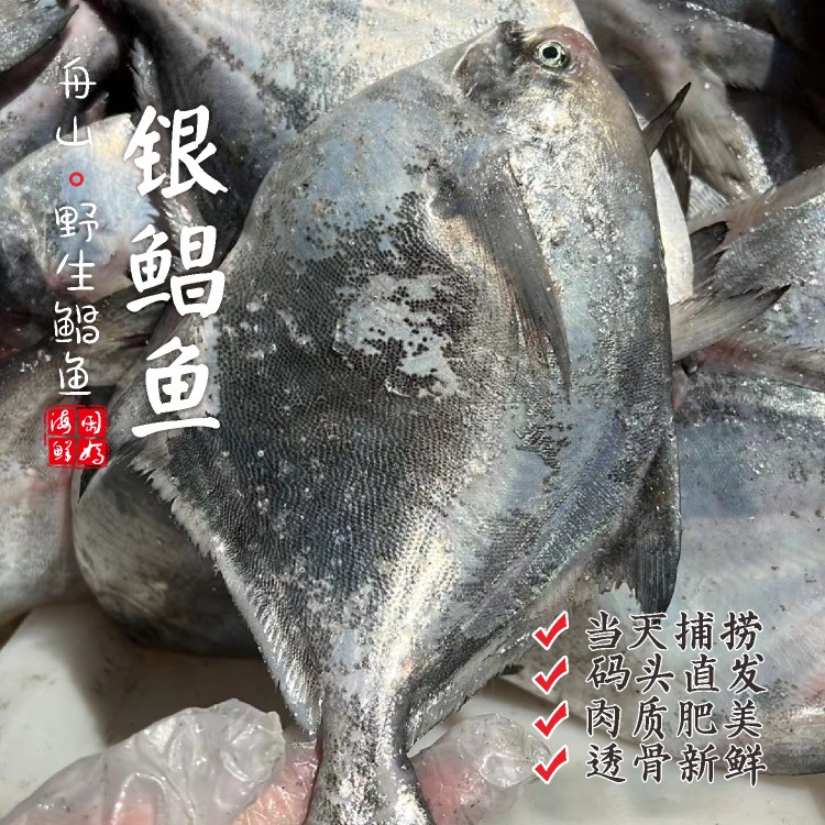 【闹妈海鲜】[热气]舟山本地野生白鳞大银鲳鱼 各种规格