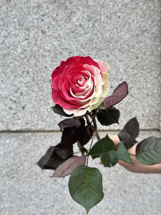 厄瓜多尔染色花材RedWhite红白玫瑰花10支 商品图3