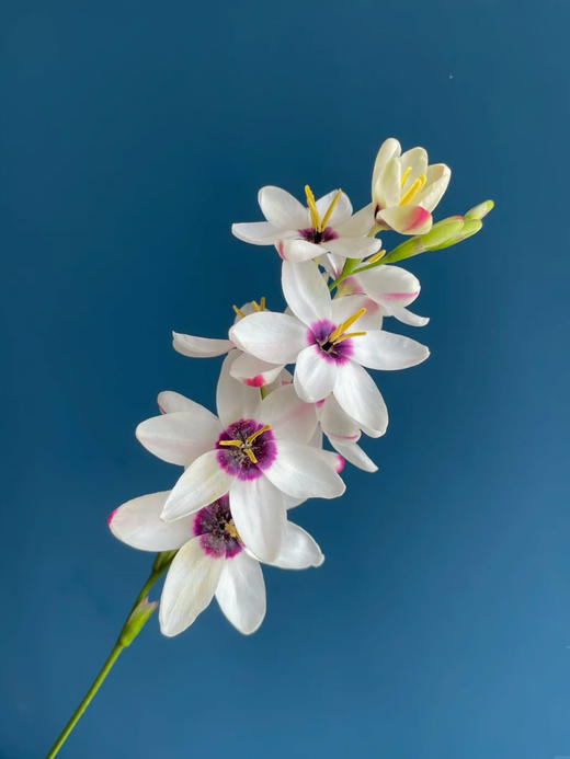 玉米百合花鲜切花1扎（8-12支） 商品图1