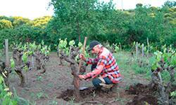 azienda_agricola_frank_cornelissen_3