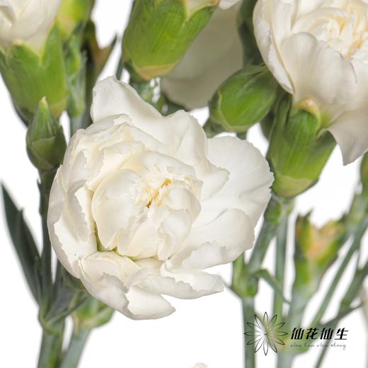 多头康乃馨 | 粉茉莉 商品图2