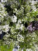 【等待爱情】丁香花 白色  若干枝/扎 商品缩略图5