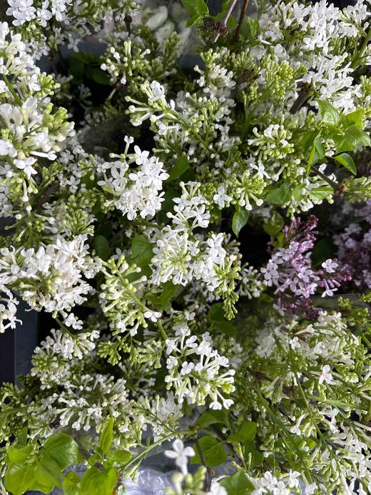 【等待爱情】丁香花 白色  若干枝/扎 商品图5