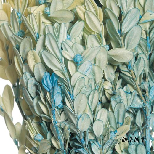 永生花材 | 黄杨牡丹蓝色 商品图2