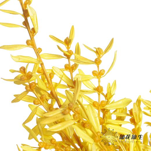 永生花材 | 黄杨牡丹黄色 商品图2