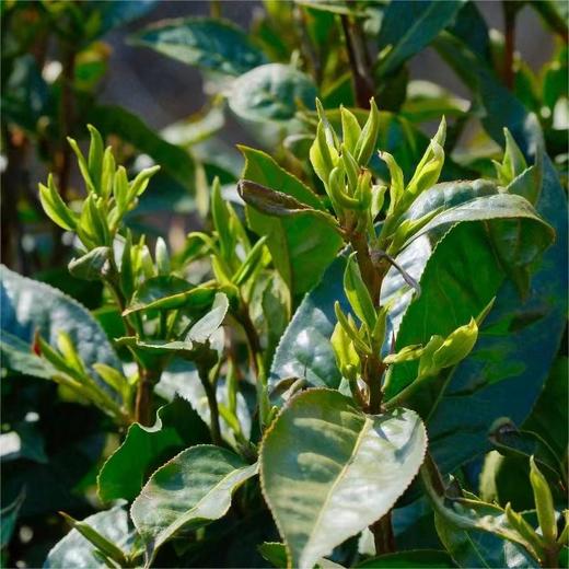 云南龙井】凤齐号-尖山云雾（龙井袋装） 商品图2