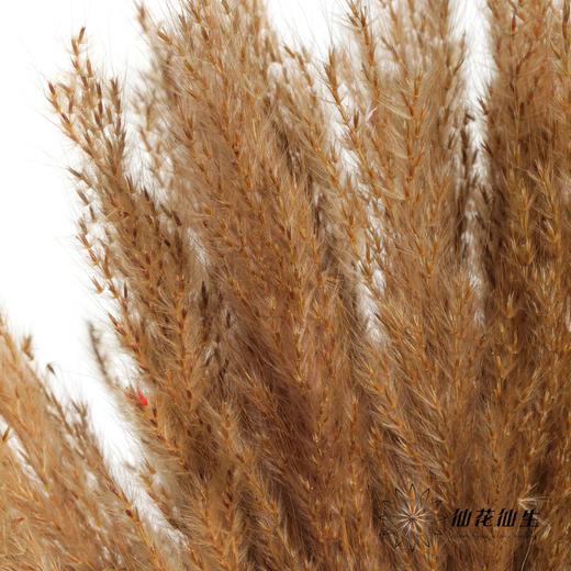 永生花材 | 金丝芦苇咖色 商品图3