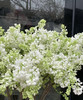 【等待爱情】丁香花 白色  若干枝/扎 商品缩略图3