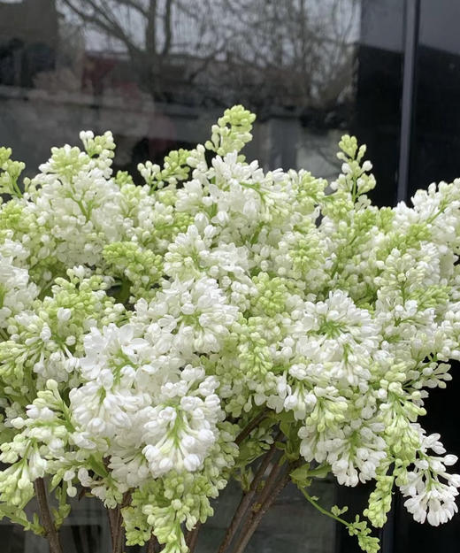 【等待爱情】丁香花 白色  若干枝/扎 商品图3