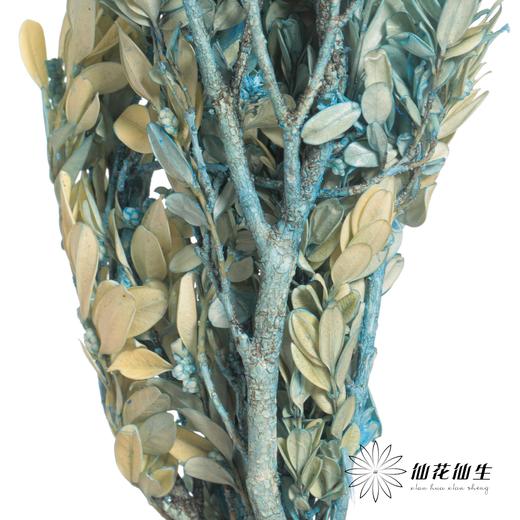 永生花材 | 黄杨牡丹蓝色 商品图4