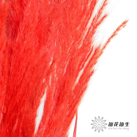 永生花材 | 金丝芦苇红色 商品图1