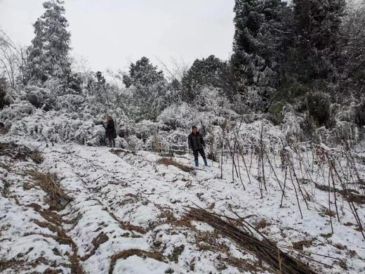 高山山药，全球第一只大熊猫发现地
全县约86%的面积在大熊猫国家公园范畴内，同时还是神药之乡，动植物王国，在海拔2000米的高山上，紧邻森林，土壤肥沃，有机质丰富，给山药的生长提供优越的环境！ 商品图1