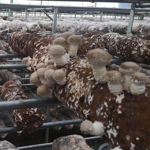 BQT恩施干香菇袋250g/袋 商品图0