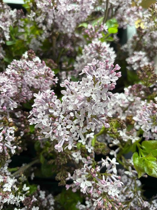 【等待爱情】丁香花  紫色  若干枝/扎 商品图10