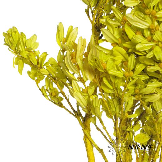 永生花材 | 黄杨牡丹果绿 商品图1