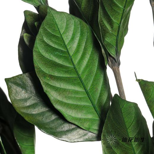 永生花材 | 栀子叶绿色 商品图4