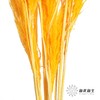永生花材 | 金丝芦苇橙色 商品缩略图1
