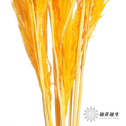 永生花材 | 金丝芦苇橙色 商品图1