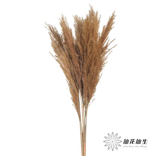 永生花材 | 金丝芦苇咖色 商品图0