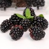 怡颗莓黑莓125g/盒（进口莓果） 商品缩略图0