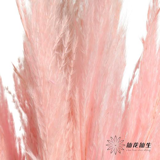 永生花材 | 金丝芦苇浅粉 商品图3