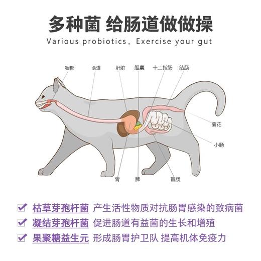 卫仕猫力肠片猫咪益生菌幼猫用便秘拉稀呕吐调理肠胃宝 商品图2