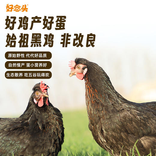 【好念头】始祖黑鸡可生食鸡蛋30枚礼盒 商品图3