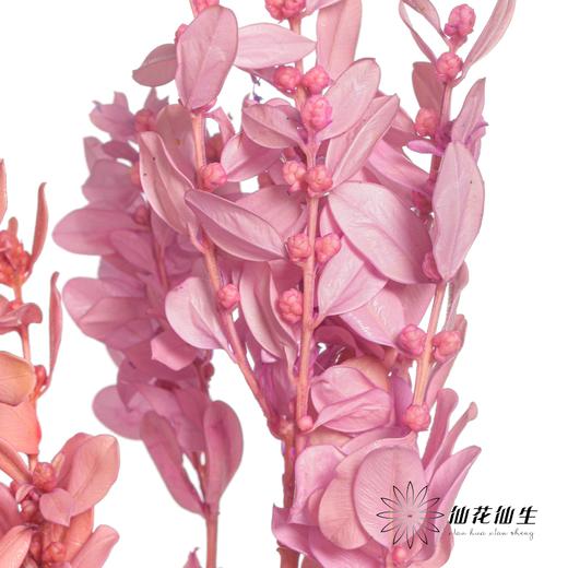 永生花材 | 黄杨牡丹粉紫 商品图1