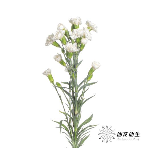 多头康乃馨 | 粉茉莉 商品图1