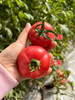 树熟沙蜜水果番茄🍅 商品缩略图5
