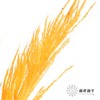 永生花材 | 金丝芦苇橙色 商品缩略图3
