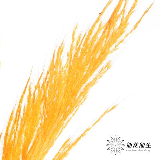 永生花材 | 金丝芦苇橙色 商品图3