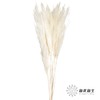 永生花材 | 金丝芦苇白色 商品缩略图0
