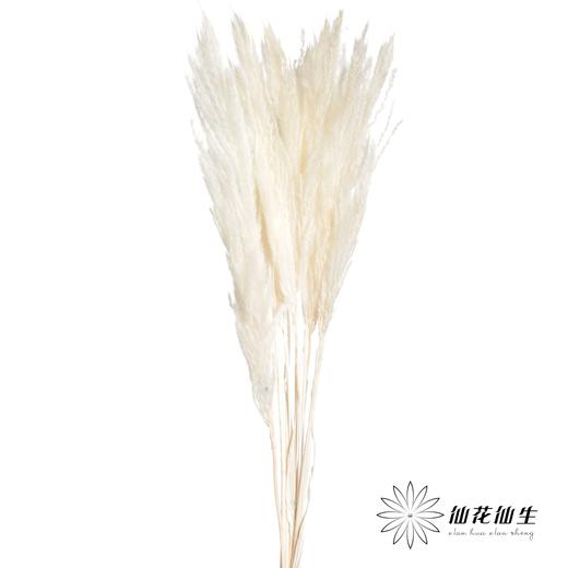 永生花材 | 金丝芦苇白色 商品图0