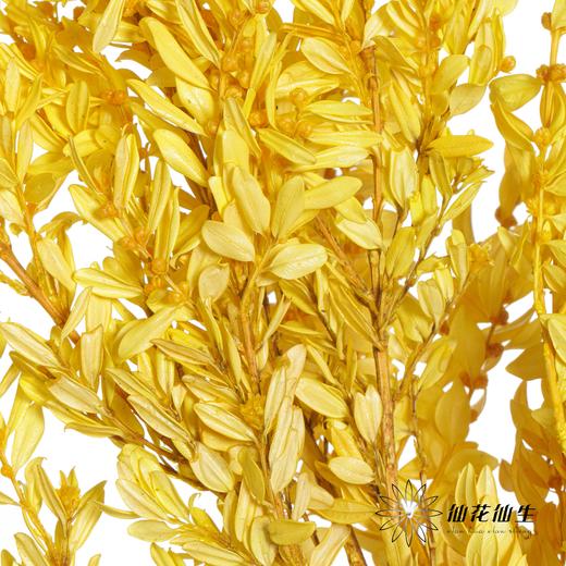 永生花材 | 黄杨牡丹黄色 商品图1