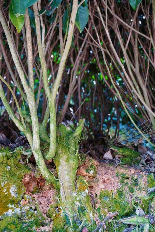 2024年「芳野」「芳雅」系列 福鼎白茶 磻溪荒野茶 古法炭焙 白毫银针 白牡丹 寿眉 商品图7