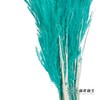 永生花材 | 金丝芦苇蒂芙尼蓝 商品缩略图1