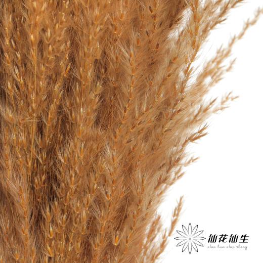 永生花材 | 金丝芦苇咖色 商品图1