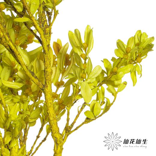 永生花材 | 黄杨牡丹果绿 商品图3