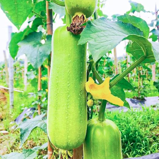 桂林白玉丝瓜 商品图3