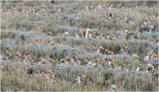 散养鸭（净重1.8-2.2斤/只） 商品图7