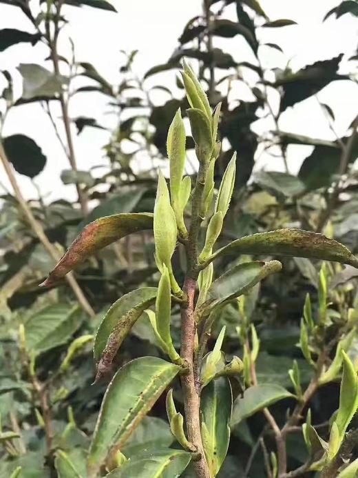 2025年「芳野」「芳雅」系列 福鼎白茶 磻溪荒野茶 古法炭焙 银针 牡丹 寿眉 商品图10